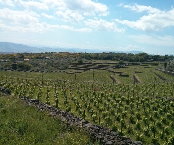 Etna, a volcanic wine experience